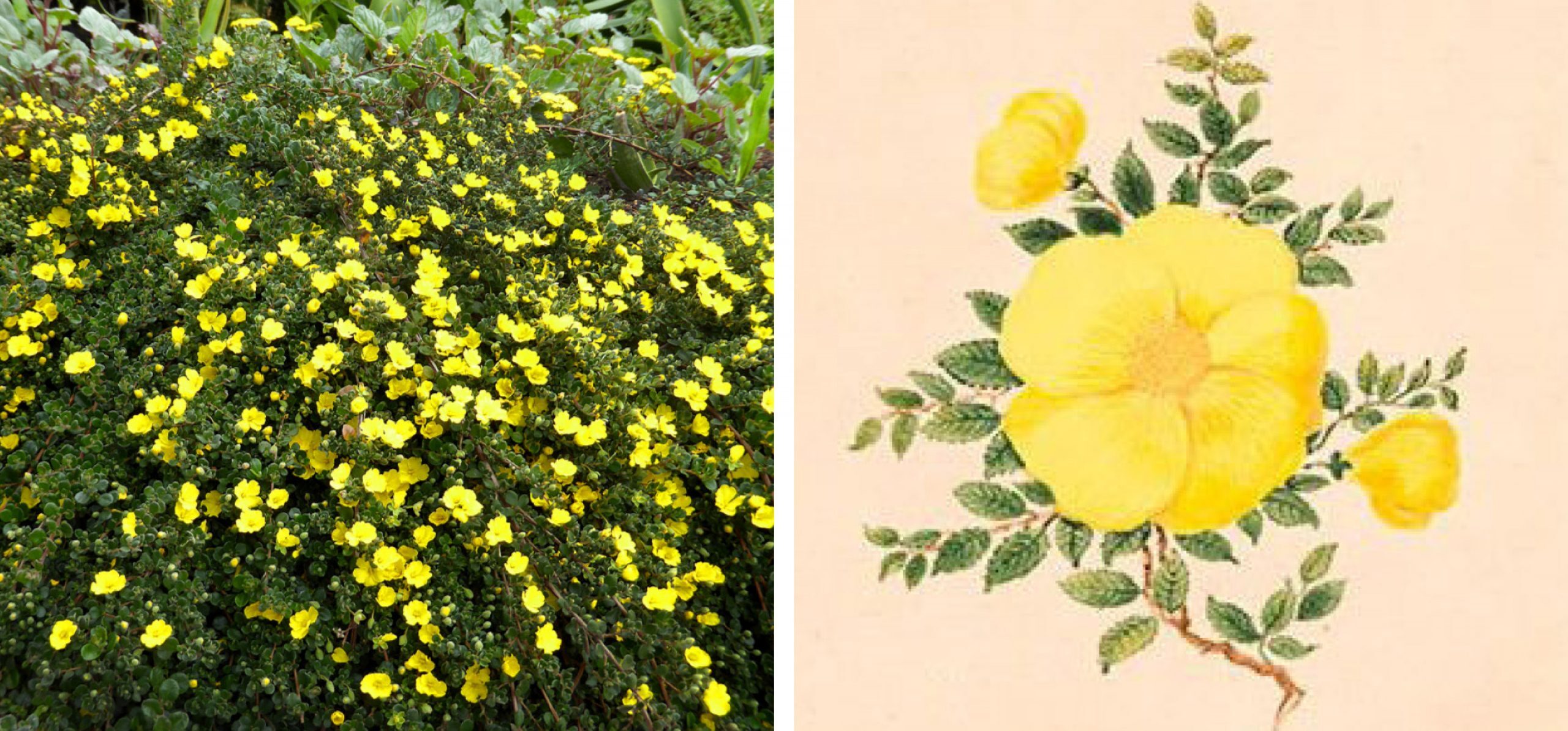 Deploying the full protection of the law – for a native flower