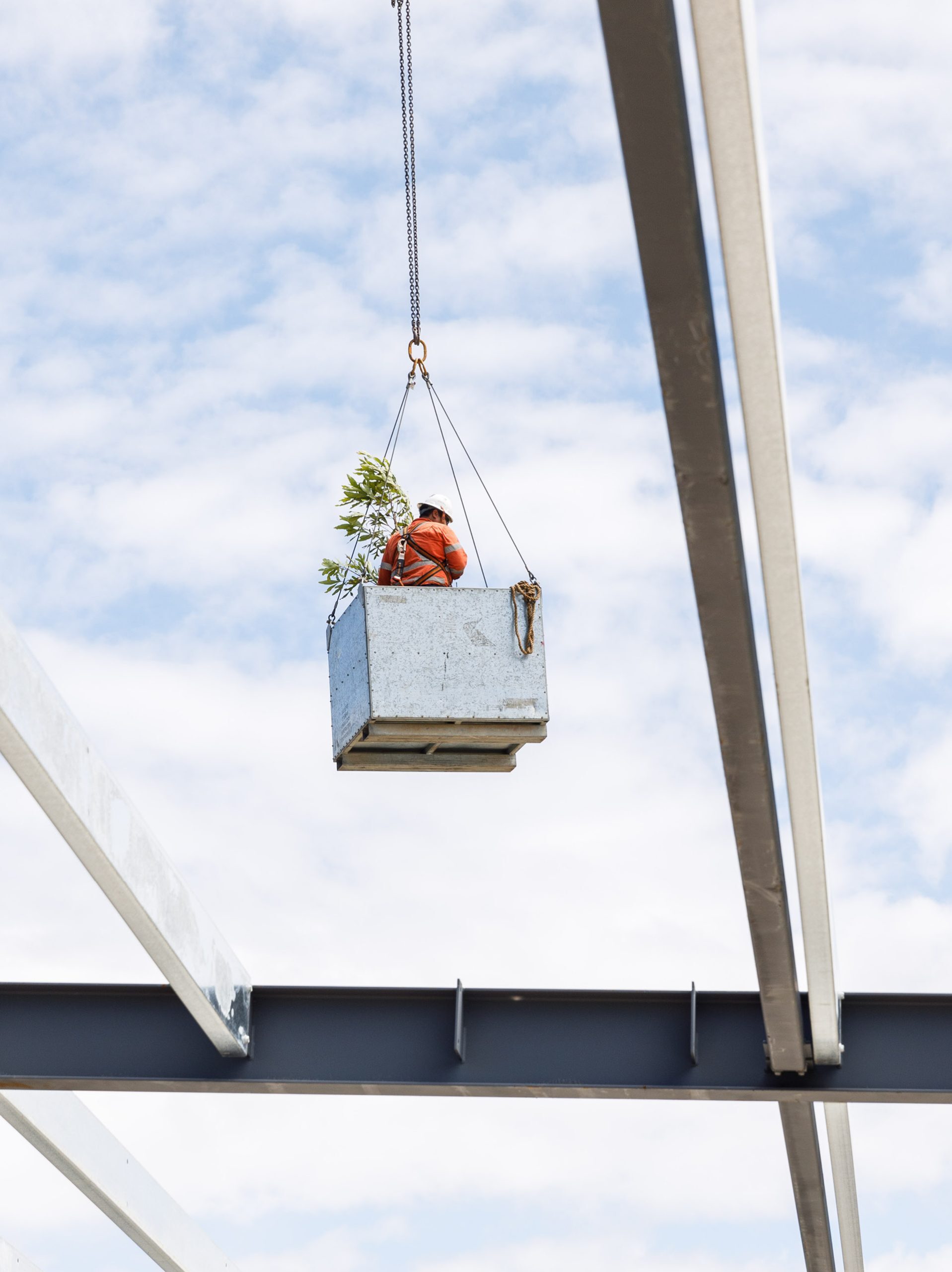 011 crane lifting tree and site worker in for north sydney public school refurbishment and live environments taylor